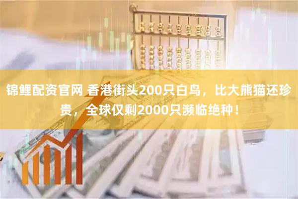 锦鲤配资官网 香港街头200只白鸟，比大熊猫还珍贵，全球仅剩2000只濒临绝种！